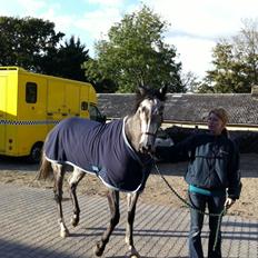 Fuldblod (XX) Silver Shine (IRE)