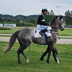 Fuldblod (XX) Silver Shine (IRE)