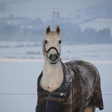 Anden særlig race Luka