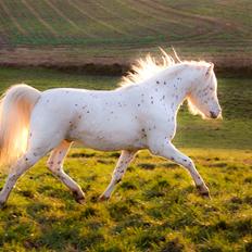 Knabstrupper Laban (SOLGT)