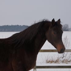 Arabisk fuldblod (OX) Ceduina ox