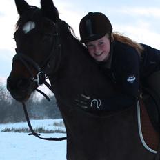 Dansk Varmblod Birkevangens Breezer