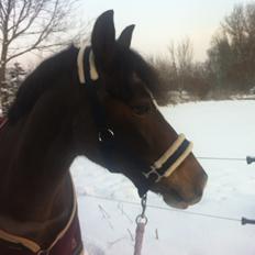 Anden særlig race Picasso [R.i.p]