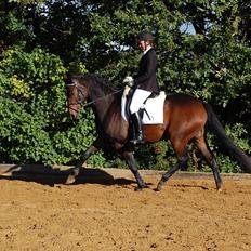 Dansk Varmblod Bøgeskov MICHIGAN