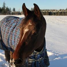 Arabisk fuldblod (OX) Amani.