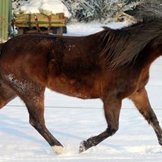 New Forest STEGSTEDGAARDS MICHELLINA("Mivsen")