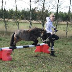 Dansk Miniature Søglimts Sniff