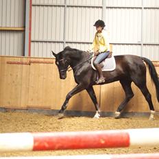 Holstener Fantaghiro' *solgt*