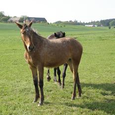 Knabstrupper Friis' Signe