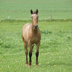 Knabstrupper Friis' Signe