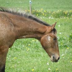 Knabstrupper Friis' Signe