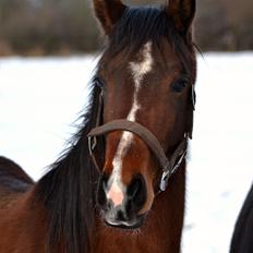 Dansk Varmblod Grønmosegårds Tequiro