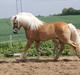 Haflinger Anders Lindegaard HINGST R.I.P