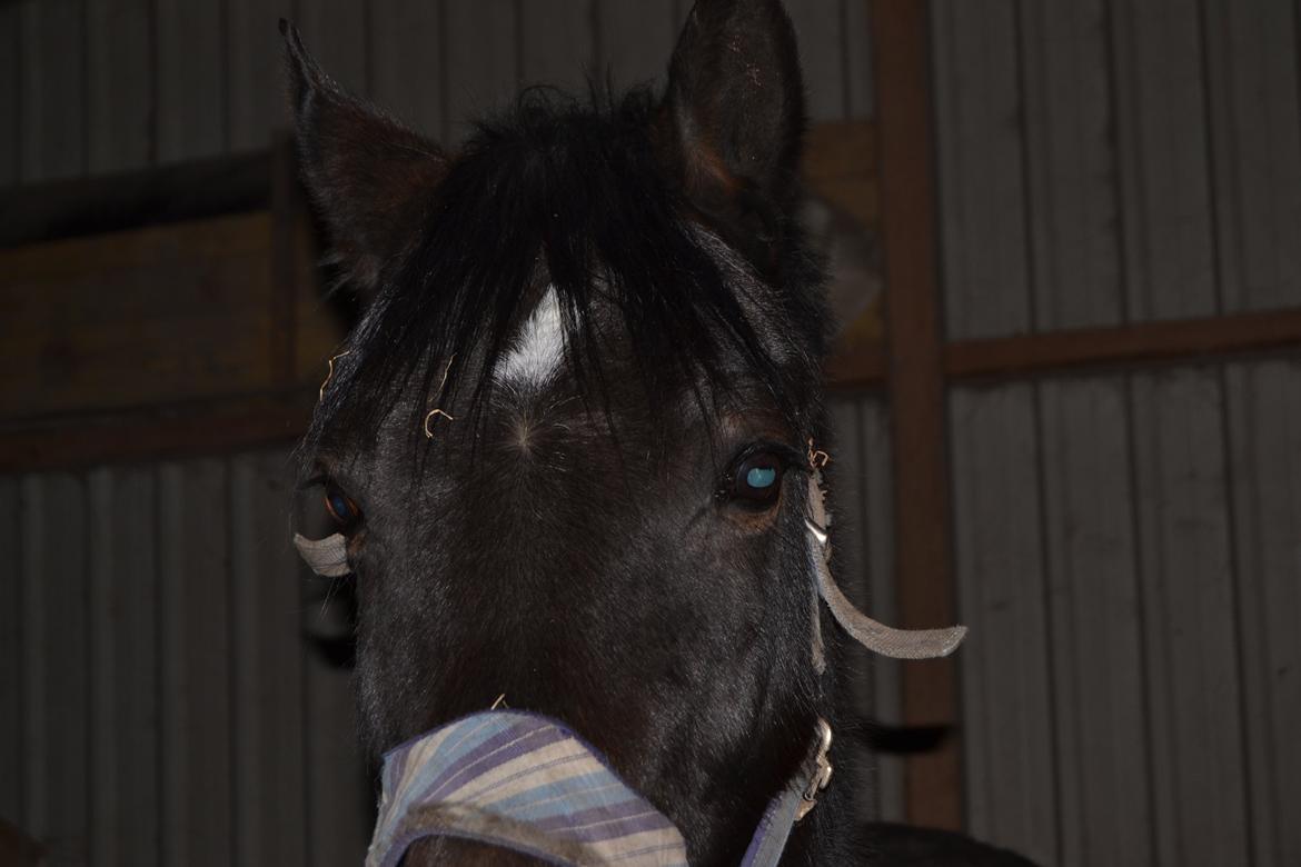 Anden særlig race Taura - Mussen <3 billede 8