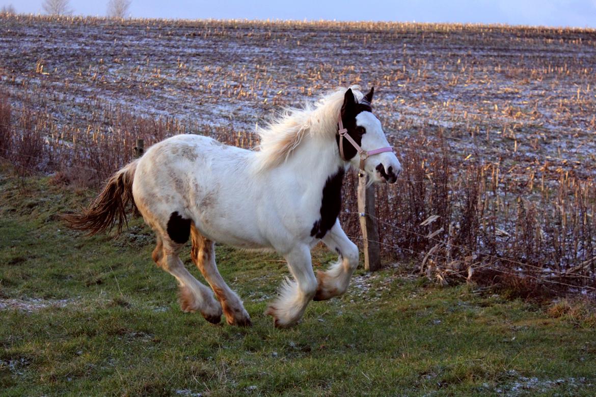 Tinker Malu - Vinter 2012 billede 8