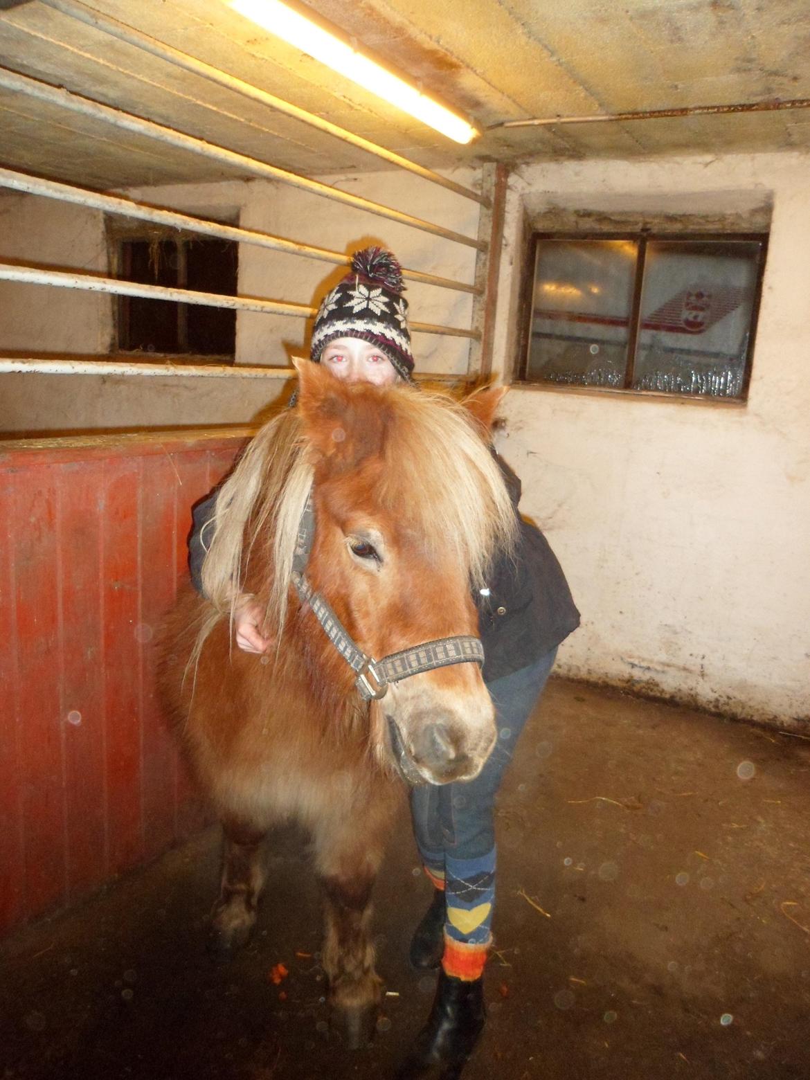 Shetlænder Nelli Hagenstrup billede 1