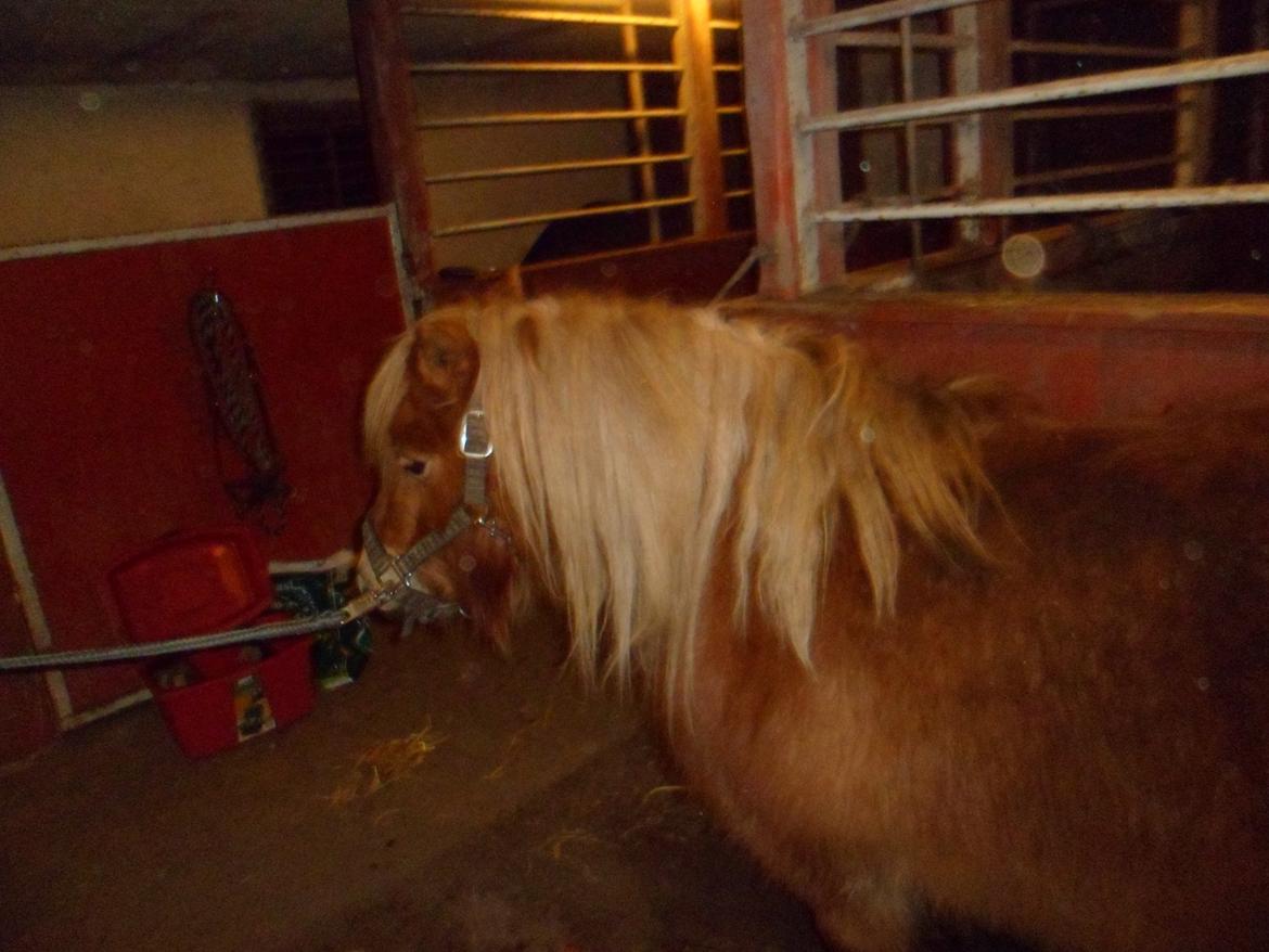 Shetlænder Nelli Hagenstrup billede 2