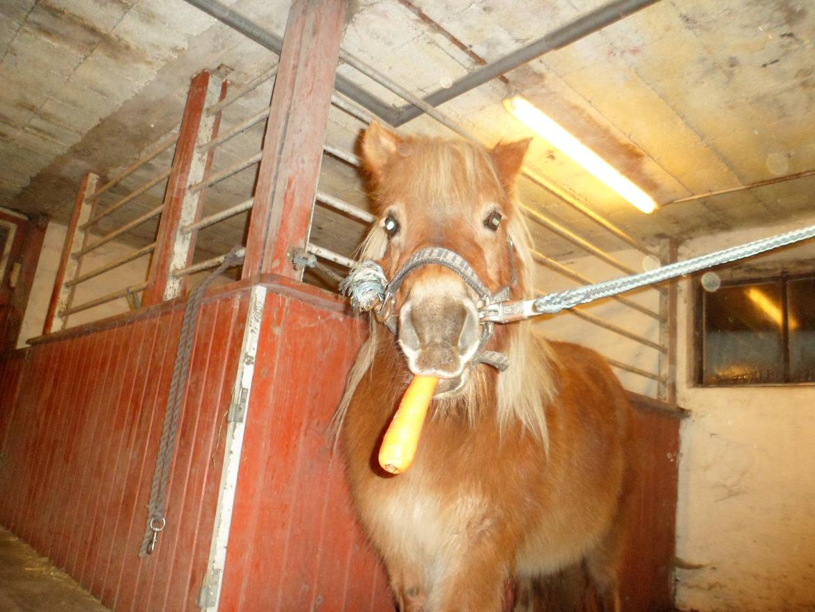 Shetlænder Nelli Hagenstrup billede 3