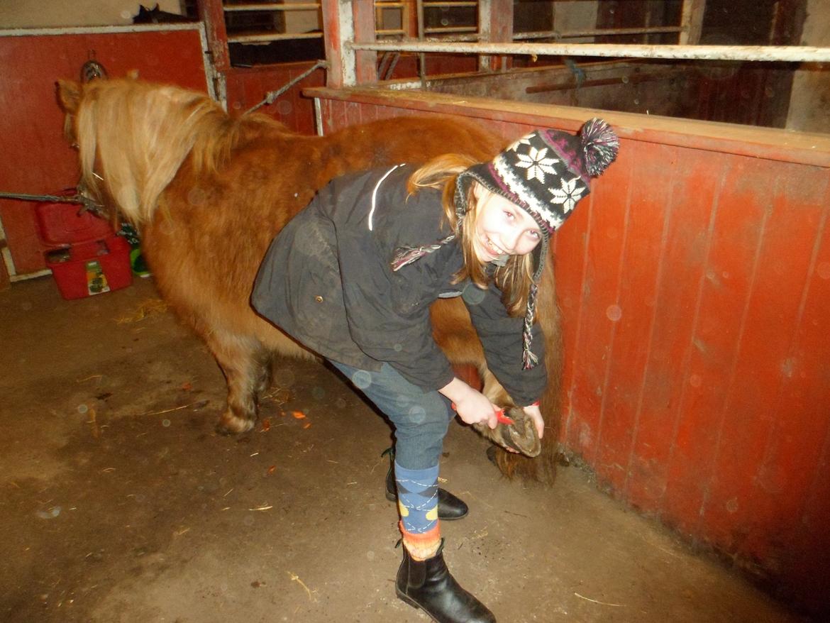 Shetlænder Nelli Hagenstrup billede 4