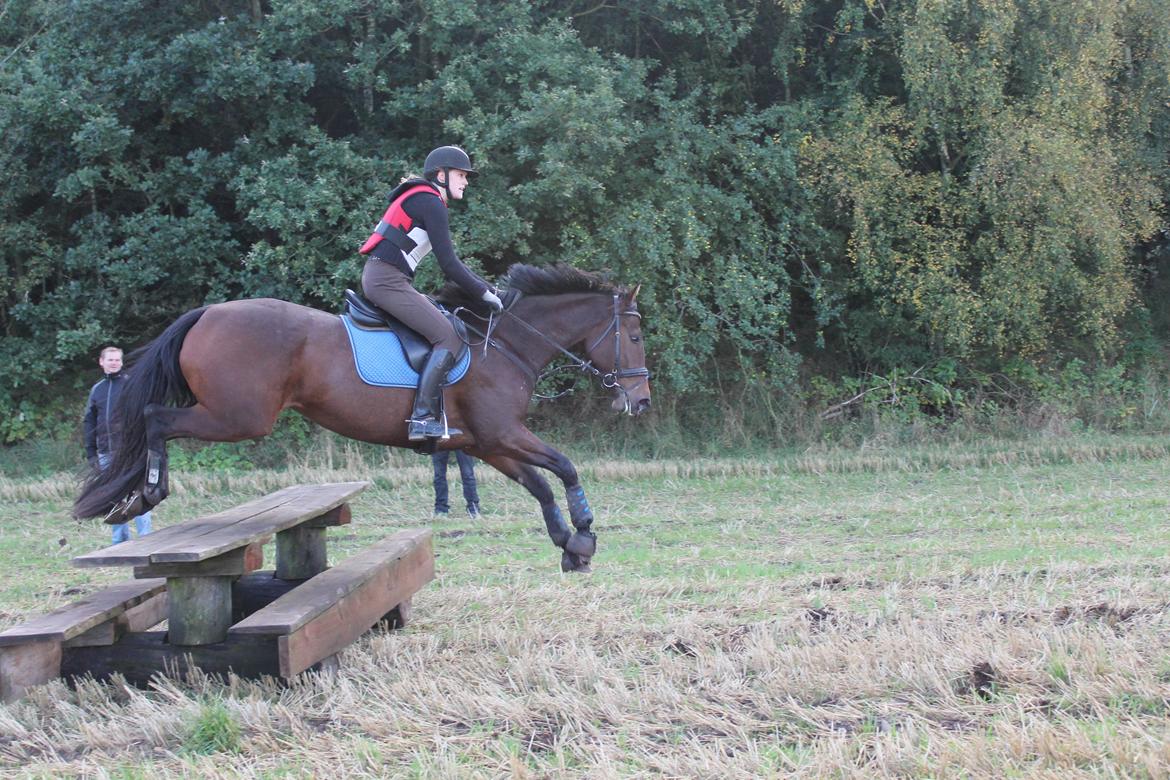 Dansk Varmblod Hot Chanel P. - Hot træning efterår 2012.
Foto: Mathilde billede 13