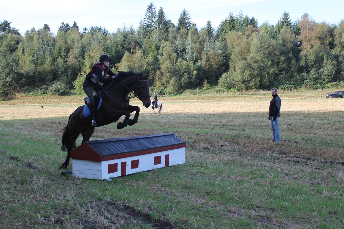 Dansk Varmblod Hot Chanel P. - Hot øver sig i efteråret 2012 :-)
Foto: Mathilde billede 14