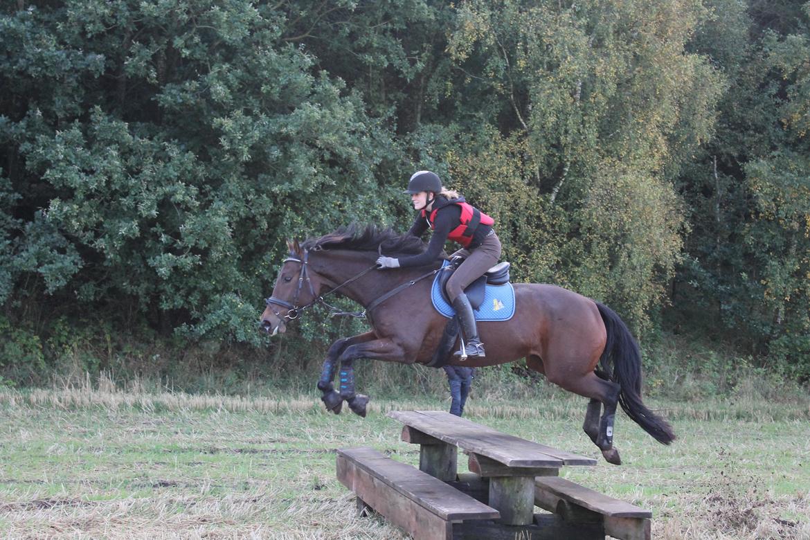 Dansk Varmblod Hot Chanel P. - Hot efterårstræning 2012
Foto: Mathilde billede 15