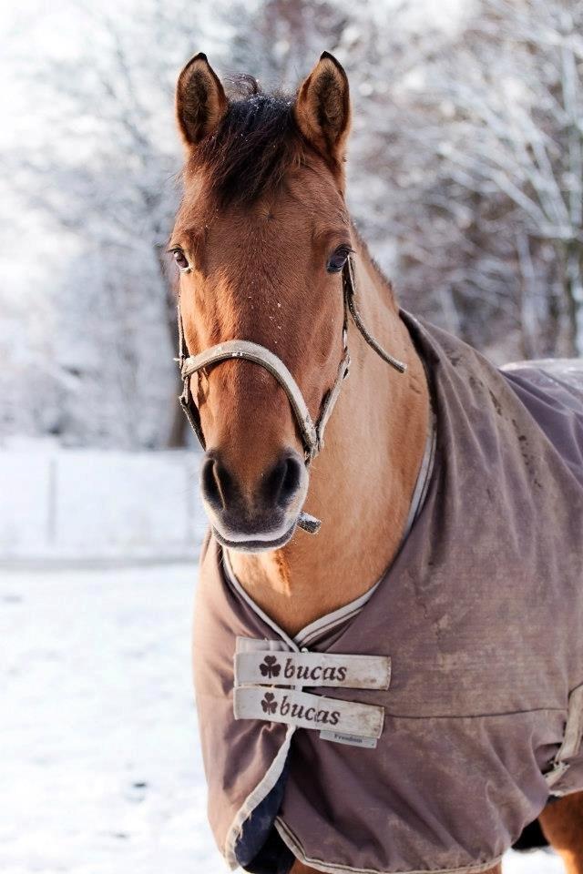 Anden særlig race Zippo - zippo i vinter frakken  "2012" billede 9