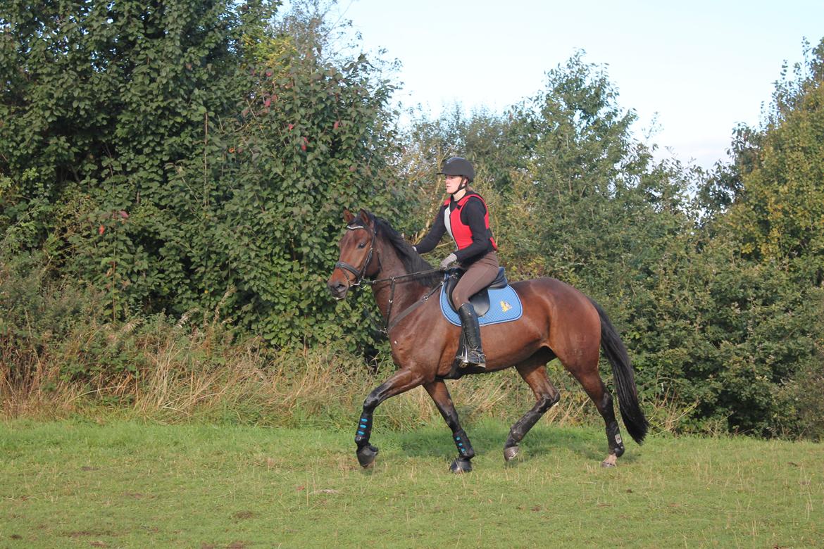 Dansk Varmblod Hot Chanel P. - I terræn efteråret 2012
Foto: Mathilde billede 16