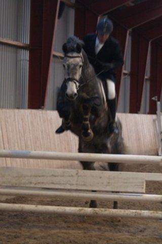 Holstener Corleone -Colle- - Smukke hest da :o)
 billede 6