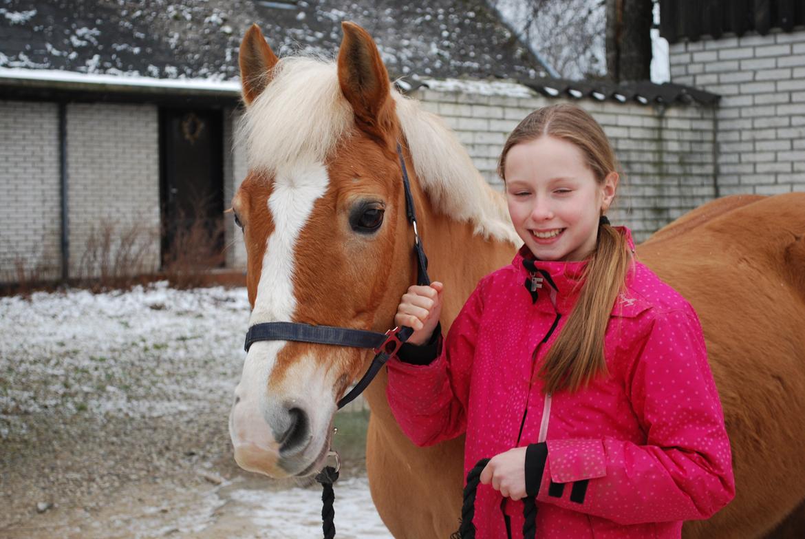 Haflinger Sissi billede 18