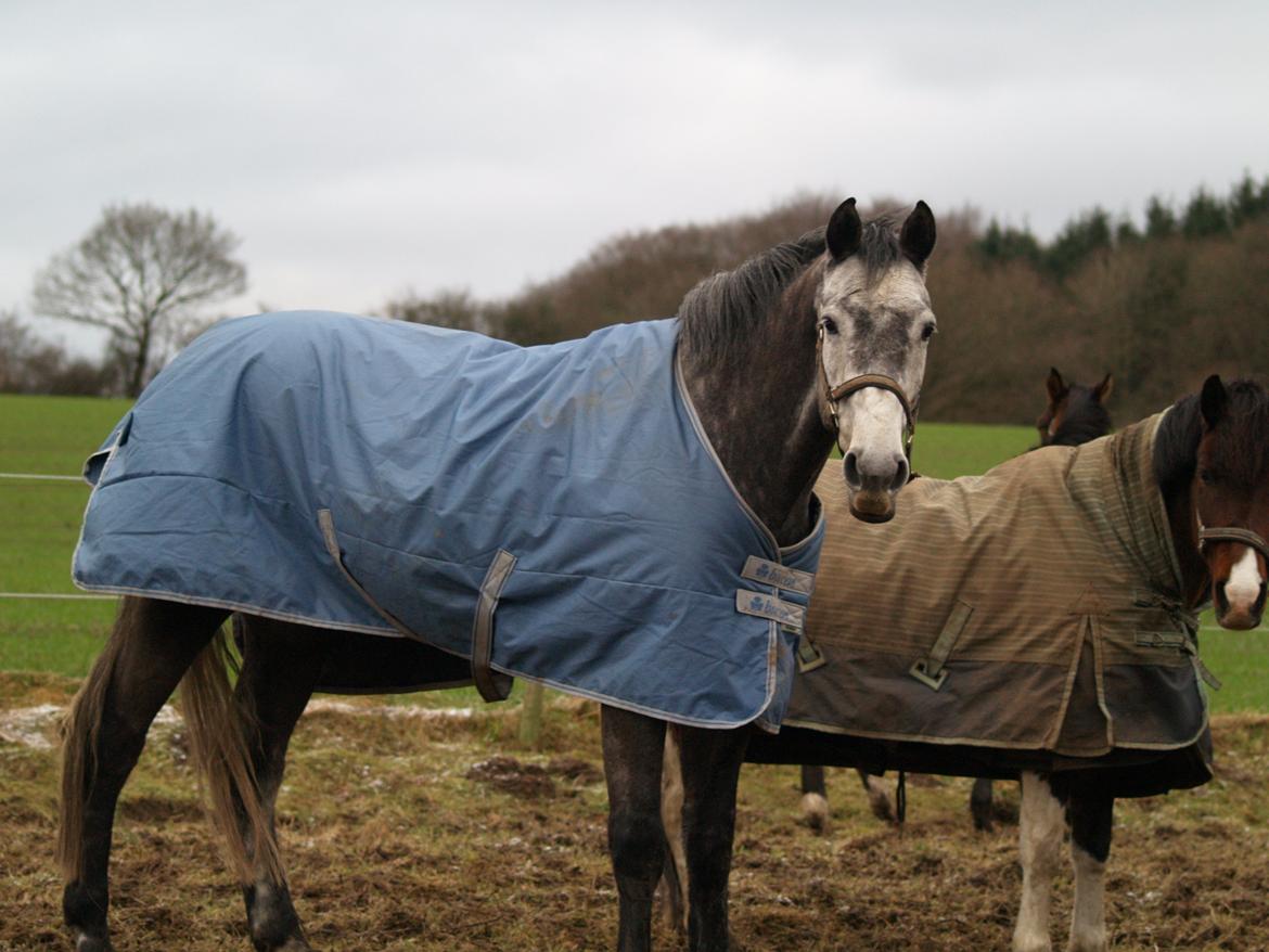 Holstener Corleone -Colle- billede 9