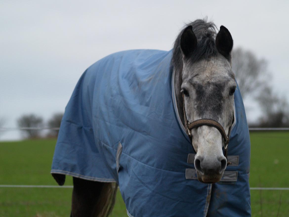 Holstener Corleone -Colle- billede 11