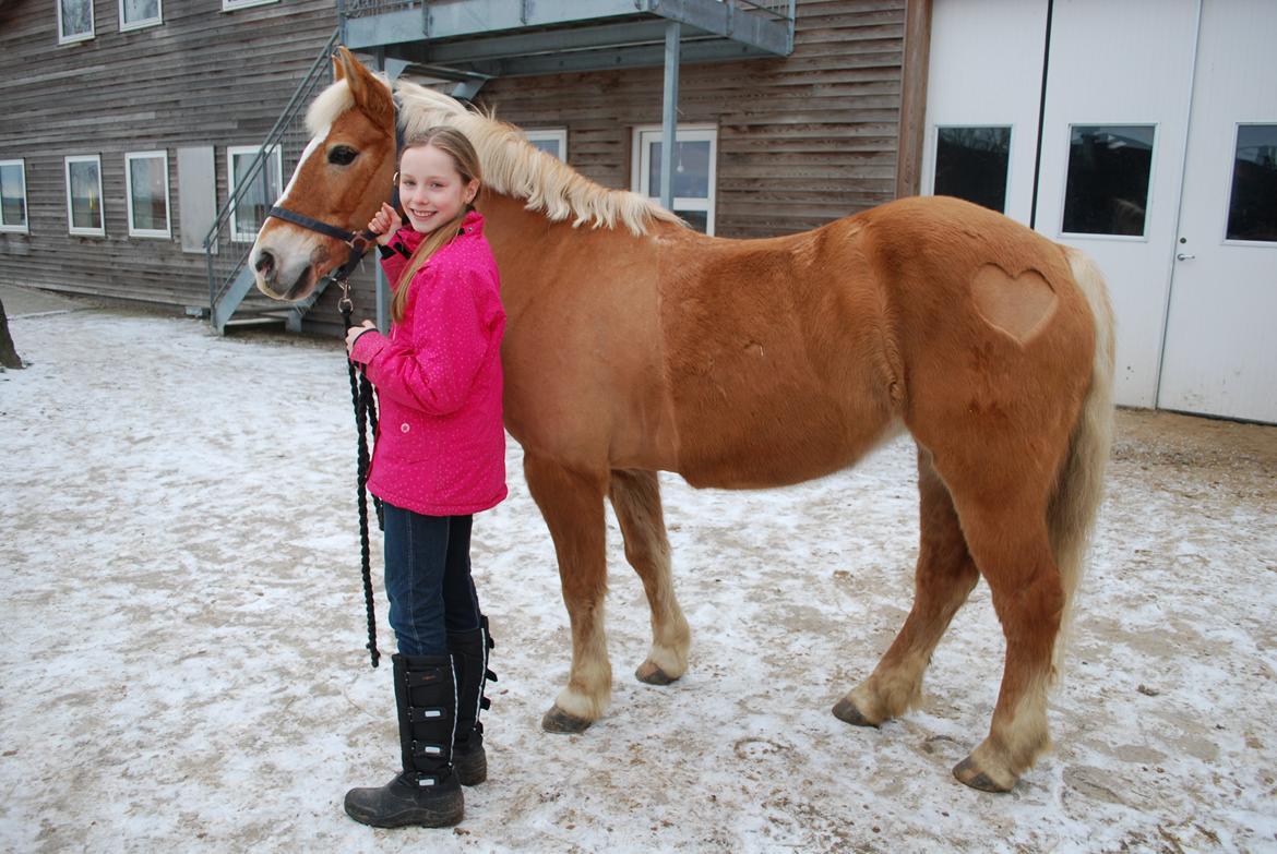 Haflinger Sissi billede 15