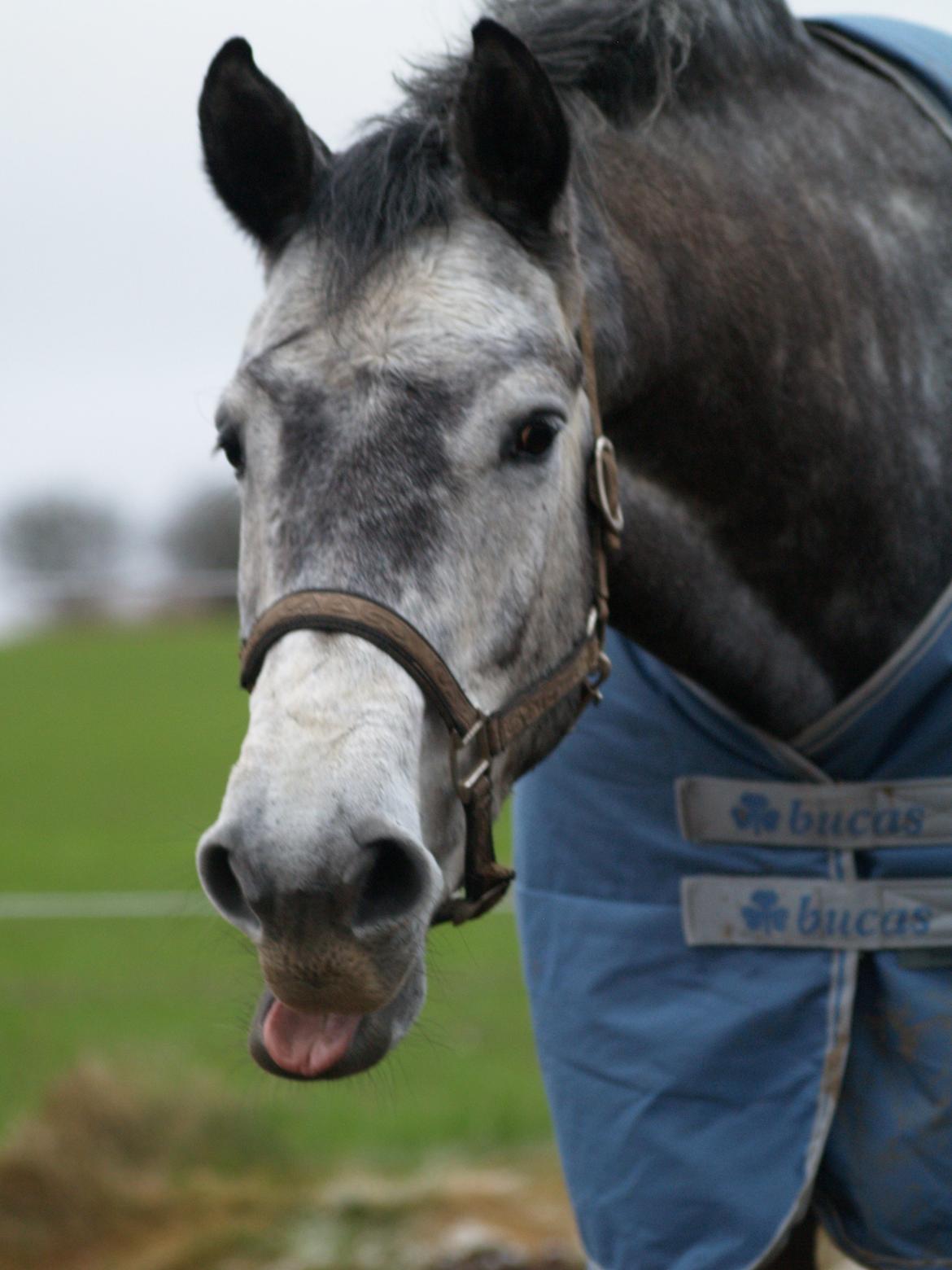 Holstener Corleone -Colle- - Se min tunge! :p billede 13