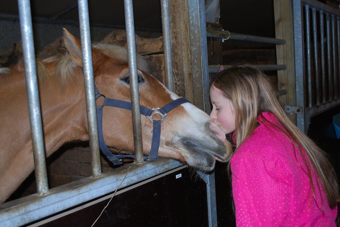 Haflinger Sissi - Kys kys...<3 billede 13