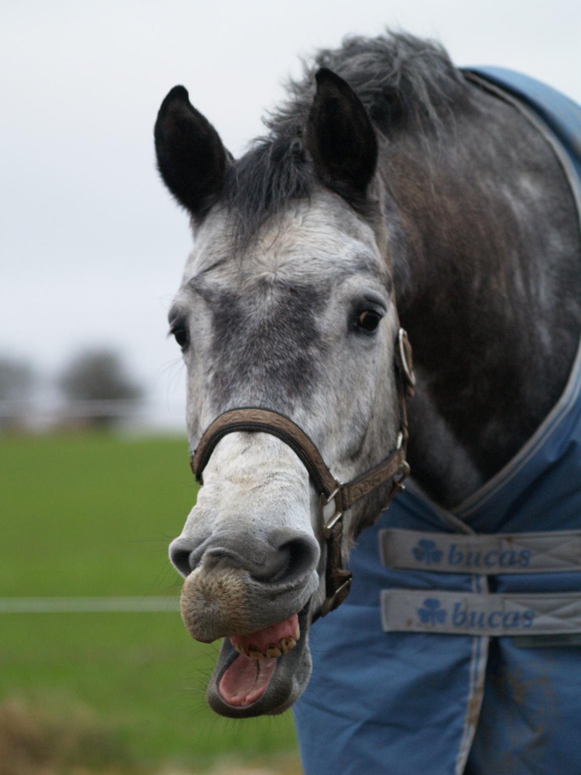 Holstener Corleone -Colle- - Æsel.. uha billede 4