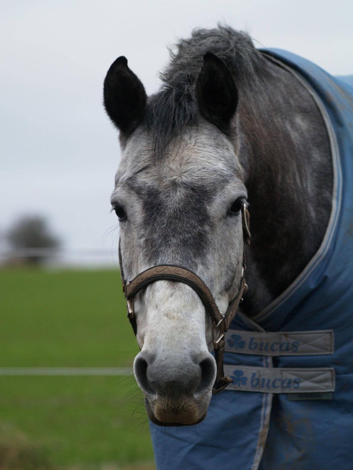 Holstener Corleone -Colle- - Kønne!<3 billede 7