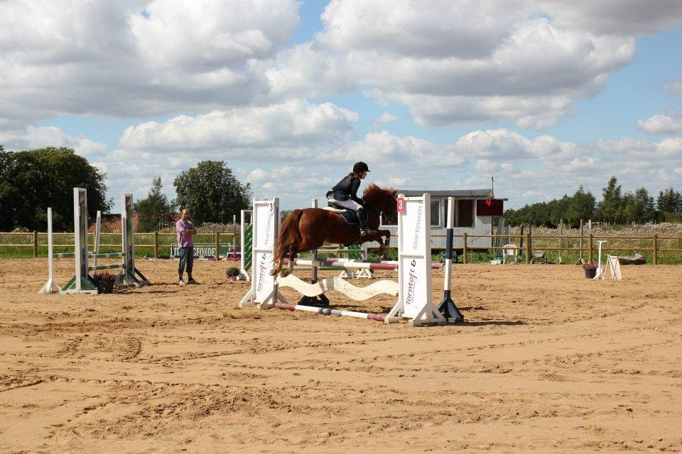 Welsh Cob (sec D) Jet!<3 solgt.. - Boller.rideklub!:-) LA** billede 13