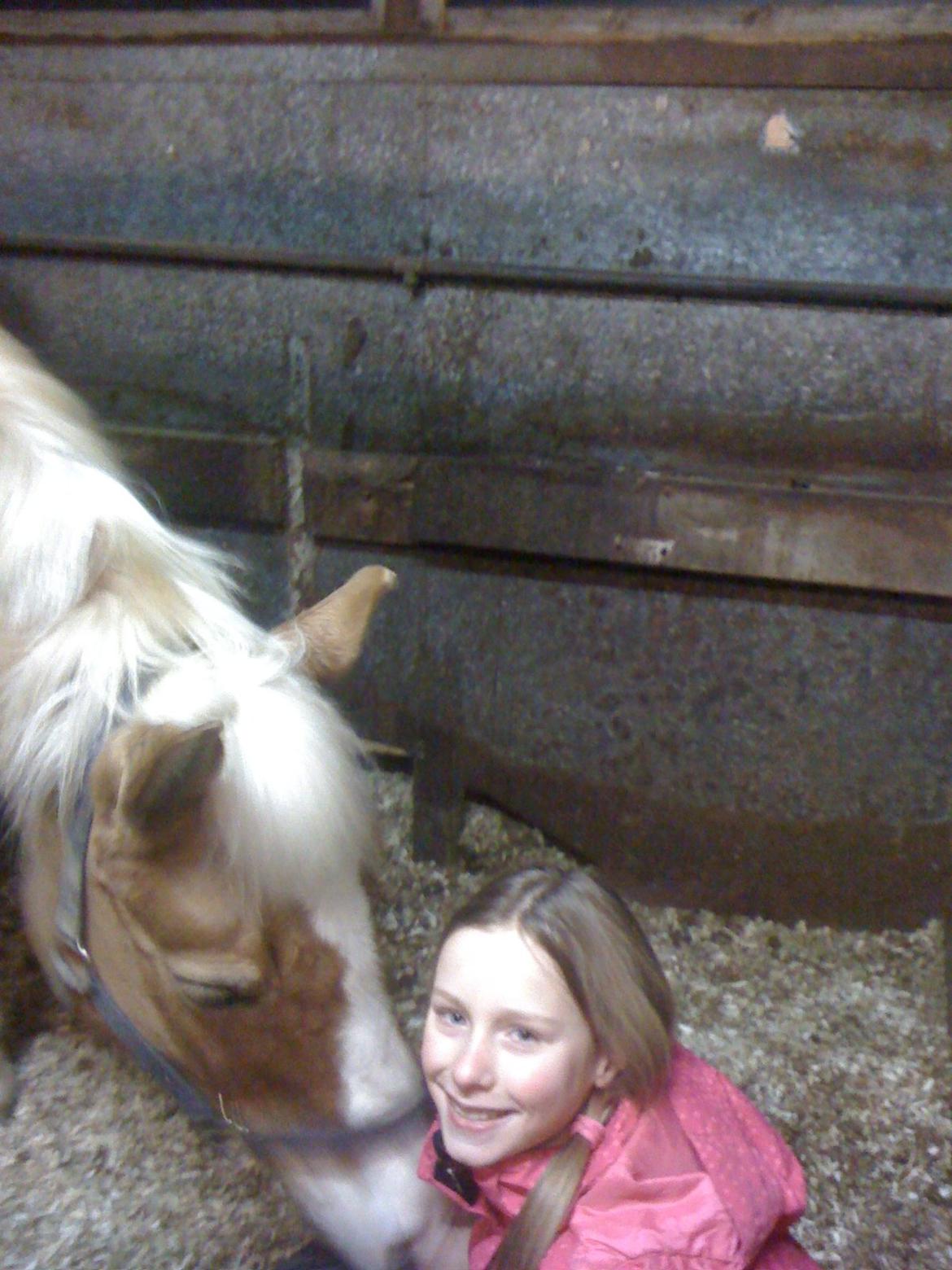 Haflinger Sissi billede 17