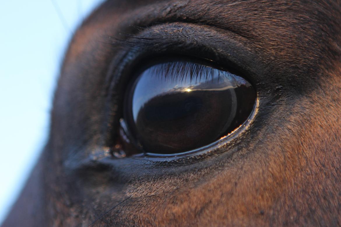 Trakehner Roxette - Smukt øje i eftermiddagssolen. Januar 13 billede 16