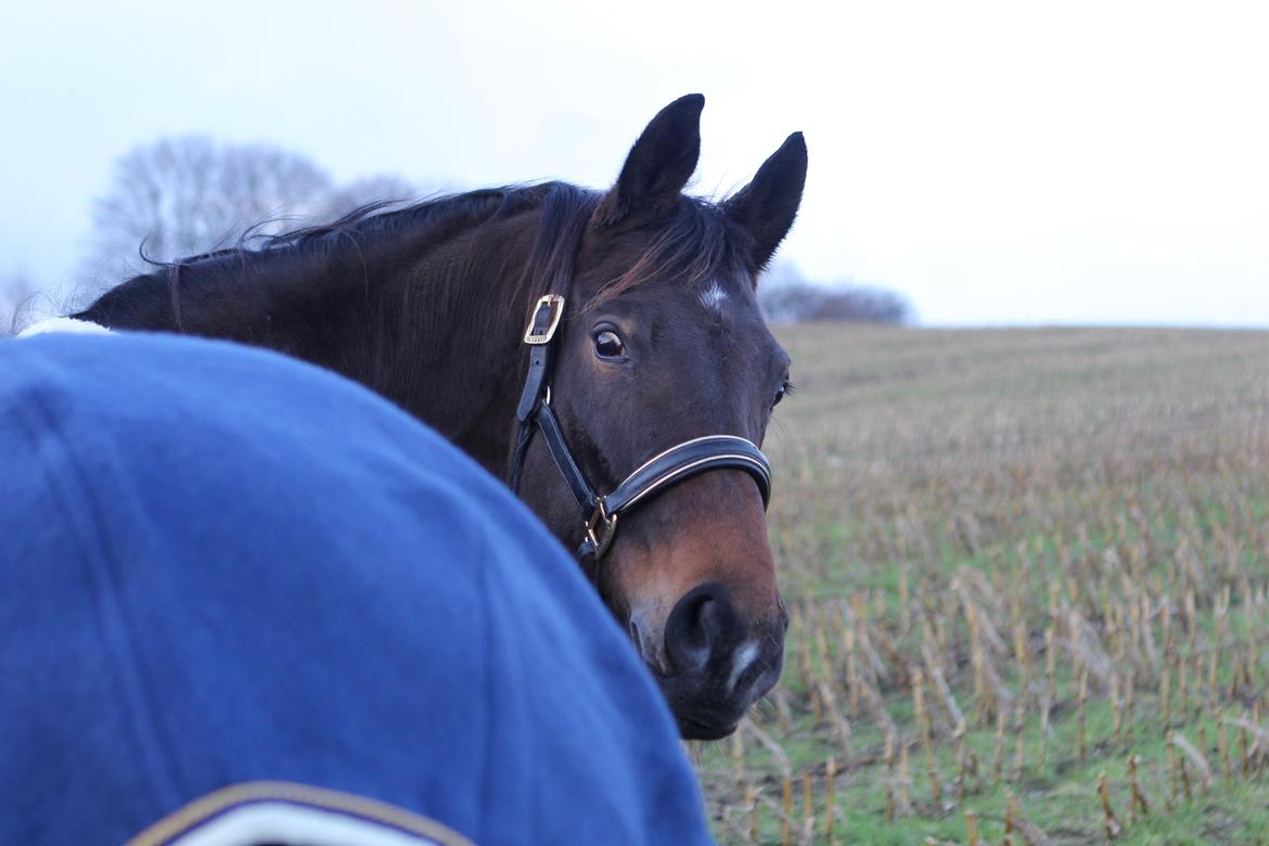 Trakehner Roxette - Hej hej billede 17