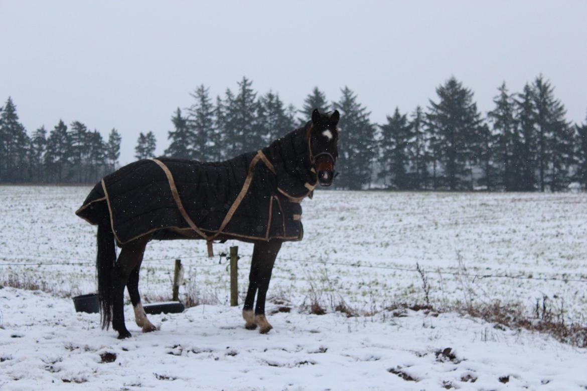 Holstener Fany Porsbøl - Skøn vinterdag :-) billede 8