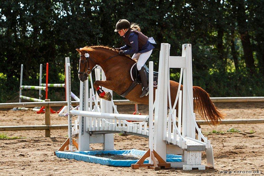 New Forest Athene Hippios - Hun skal da hvert fald ikke tage en bom<3
Billed:ct-foto er betalt billede 13