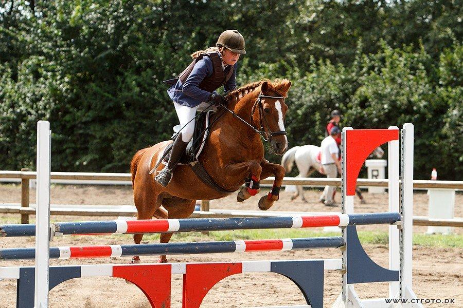 New Forest Athene Hippios - Velkommen til Athene´s profil<3 LA** på NVR 0 fejl på den delige mus<3
billed:ct-foto er betalt. billede 1