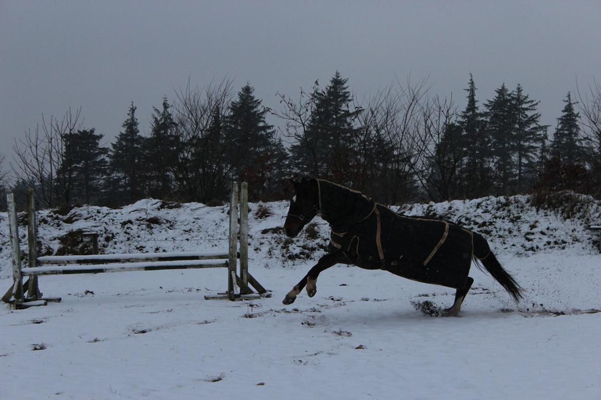 Holstener Fany Porsbøl - Der blev brugt noget krudt på folden :-P billede 9