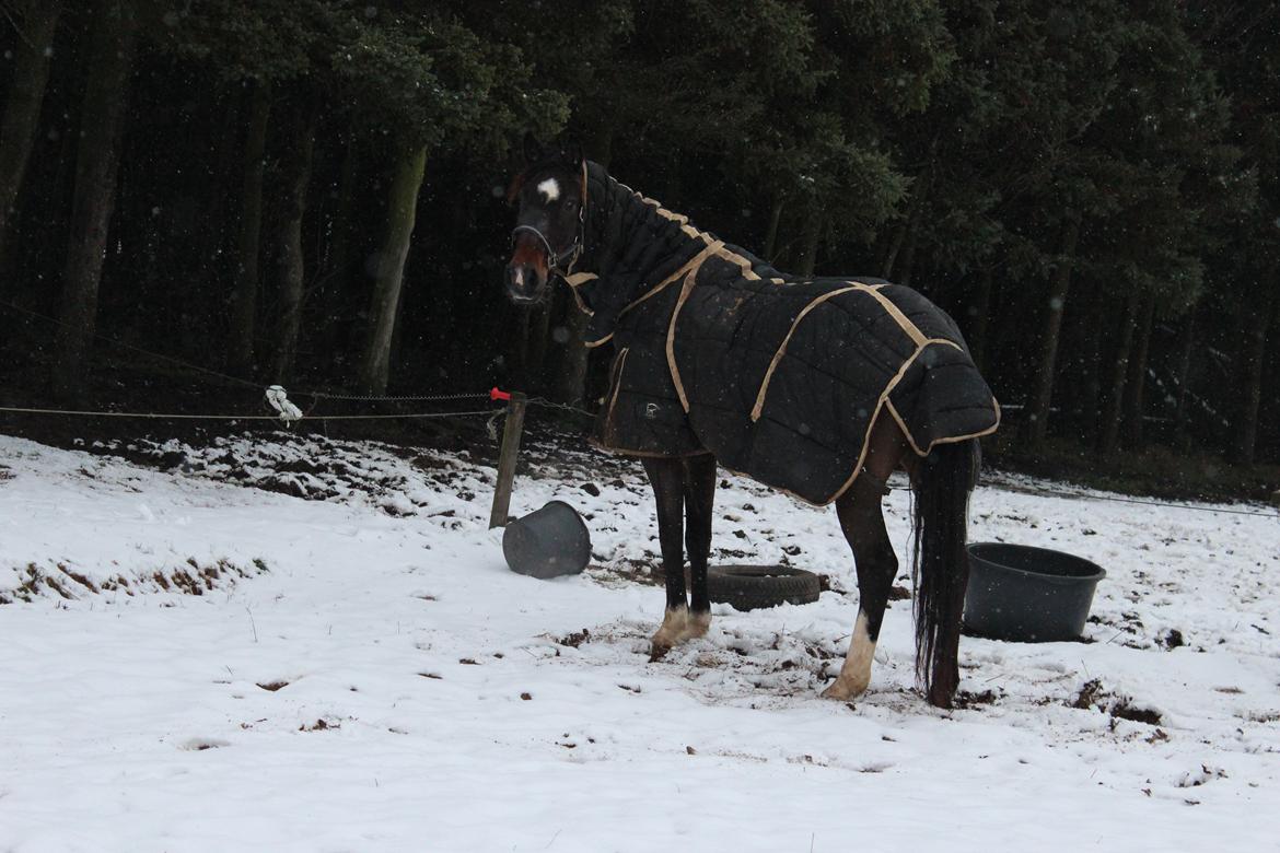 Holstener Fany Porsbøl - Skøn vinterdag :-) billede 10