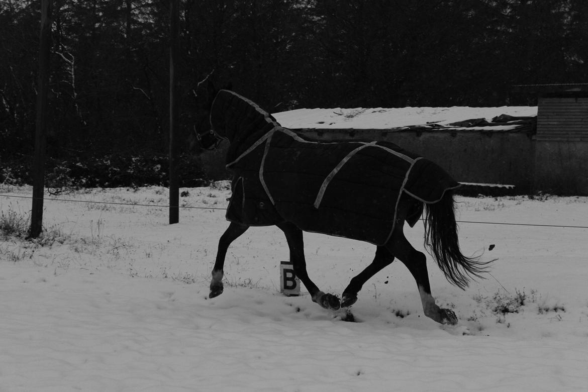 Holstener Fany Porsbøl - Skøn vinterdag :-) billede 11
