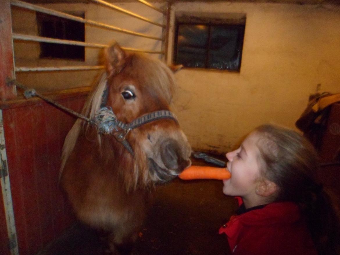 Shetlænder Nelli Hagenstrup billede 7