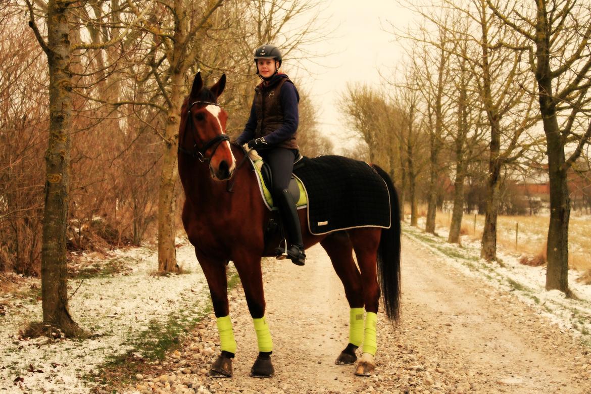 Dansk Varmblod Bastianborgs Zantos billede 3