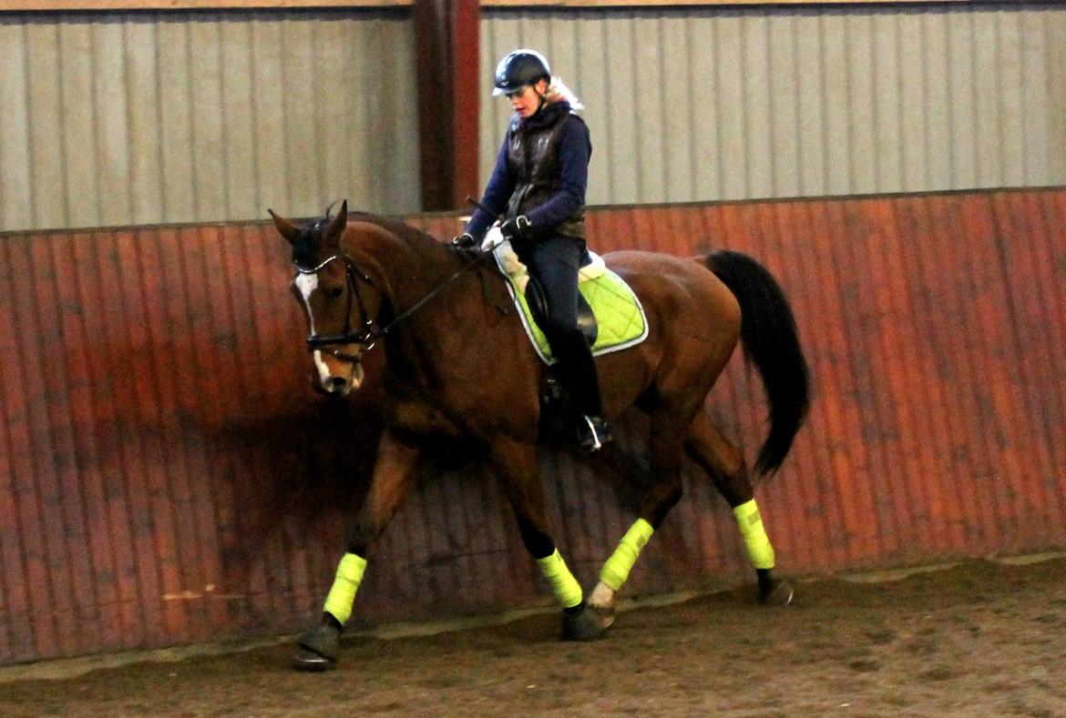 Dansk Varmblod Bastianborgs Zantos billede 17